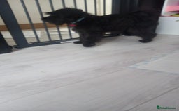 Miniature Schnauzer dogs for sale: Milo & Trent - Image 15