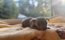 Jack Russell dogs for sale: Much Wenlock stunning miniature puppy  - Advert 22