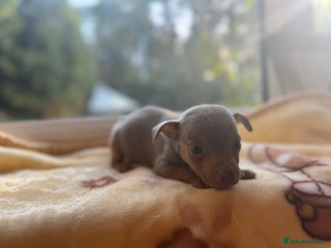 Jack Russell dogs for sale: Much Wenlock stunning miniature puppy  - Advert 22