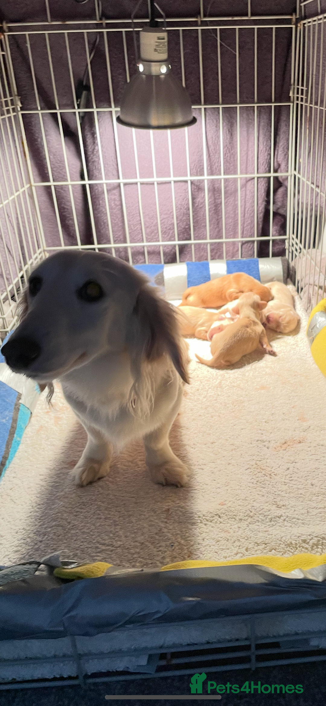 Miniature Dachshund dogs for sale: Miniature Dash hound long haired English  cream - Advert 21