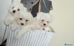 Maltese dogs for sale: Maltese pups/dogs/puppies  - Image 11