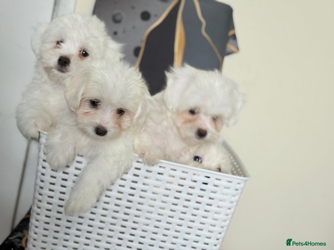 Maltese dogs for sale: Maltese pups/dogs/puppies  - Image 11