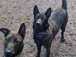 Belgian Shepherd Dog dogs - Advert 1