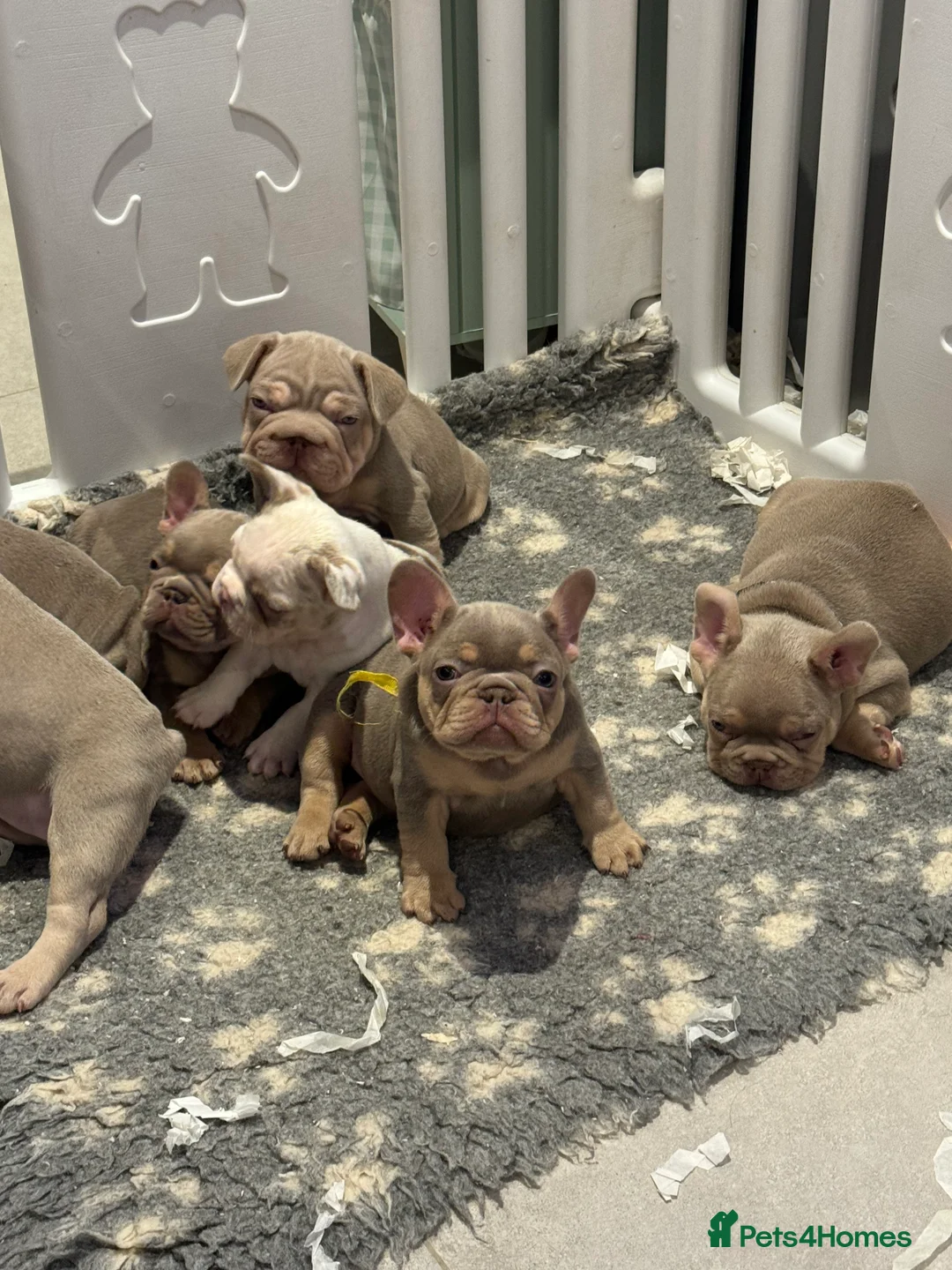 French Bulldog dogs for sale: High quality French bulldogs puppies  - Advert 18