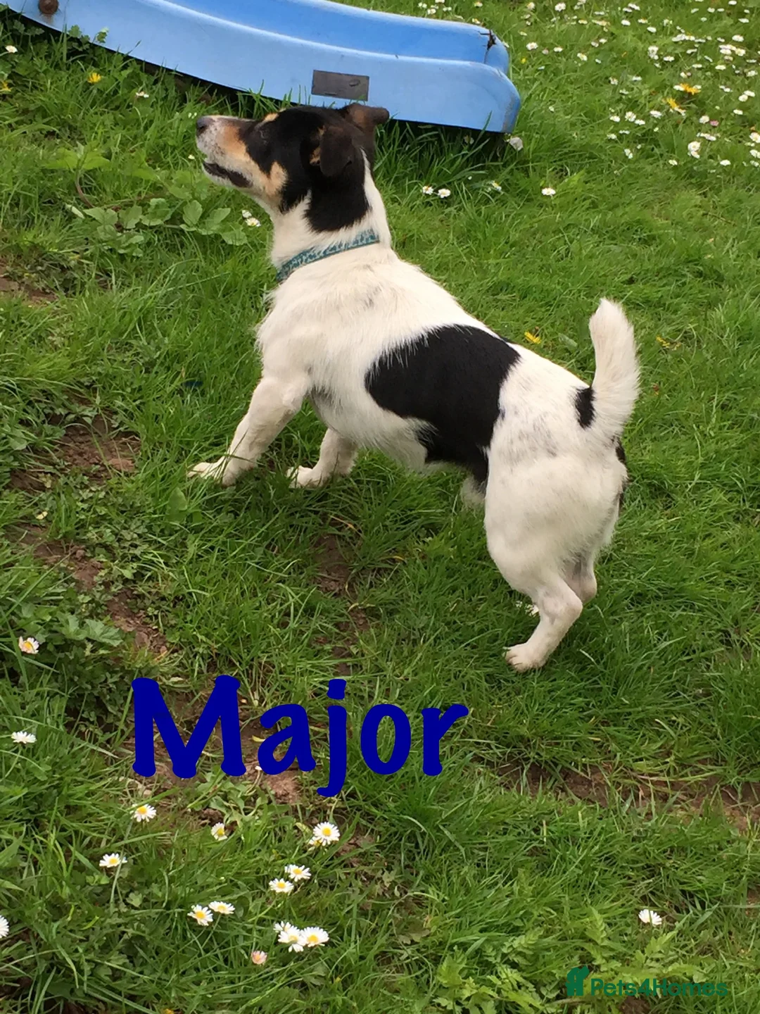 Jack Russell dogs for sale: Adorable Small Smooth Jack Russell Puppies - Advert 7