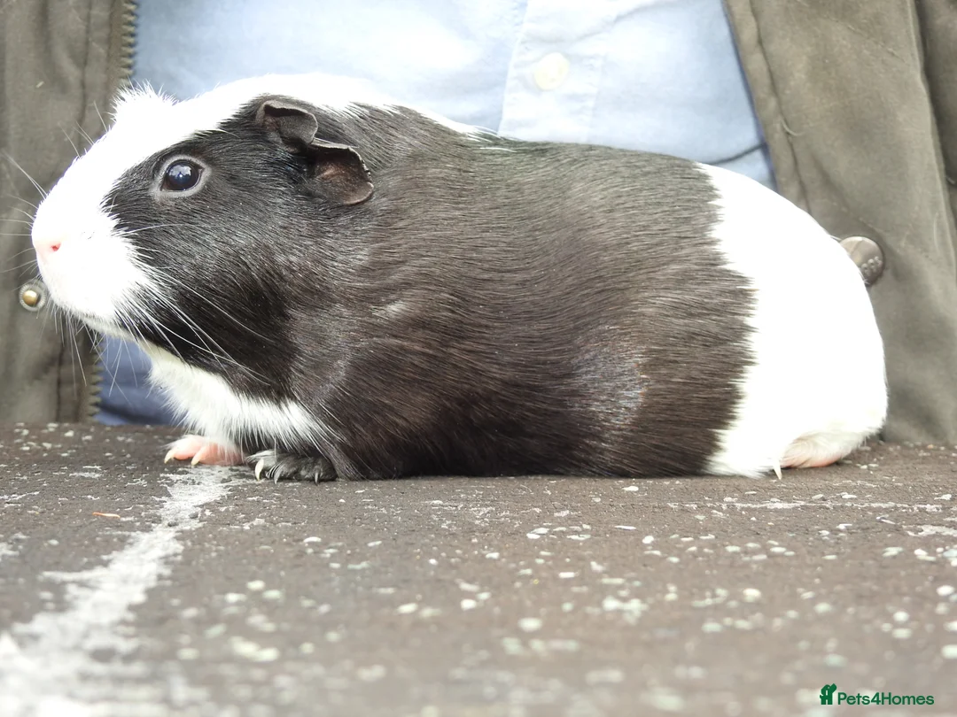 Guinea Pig rodents for sale: Pretty Female Guinea pigs for sale - Advert 3