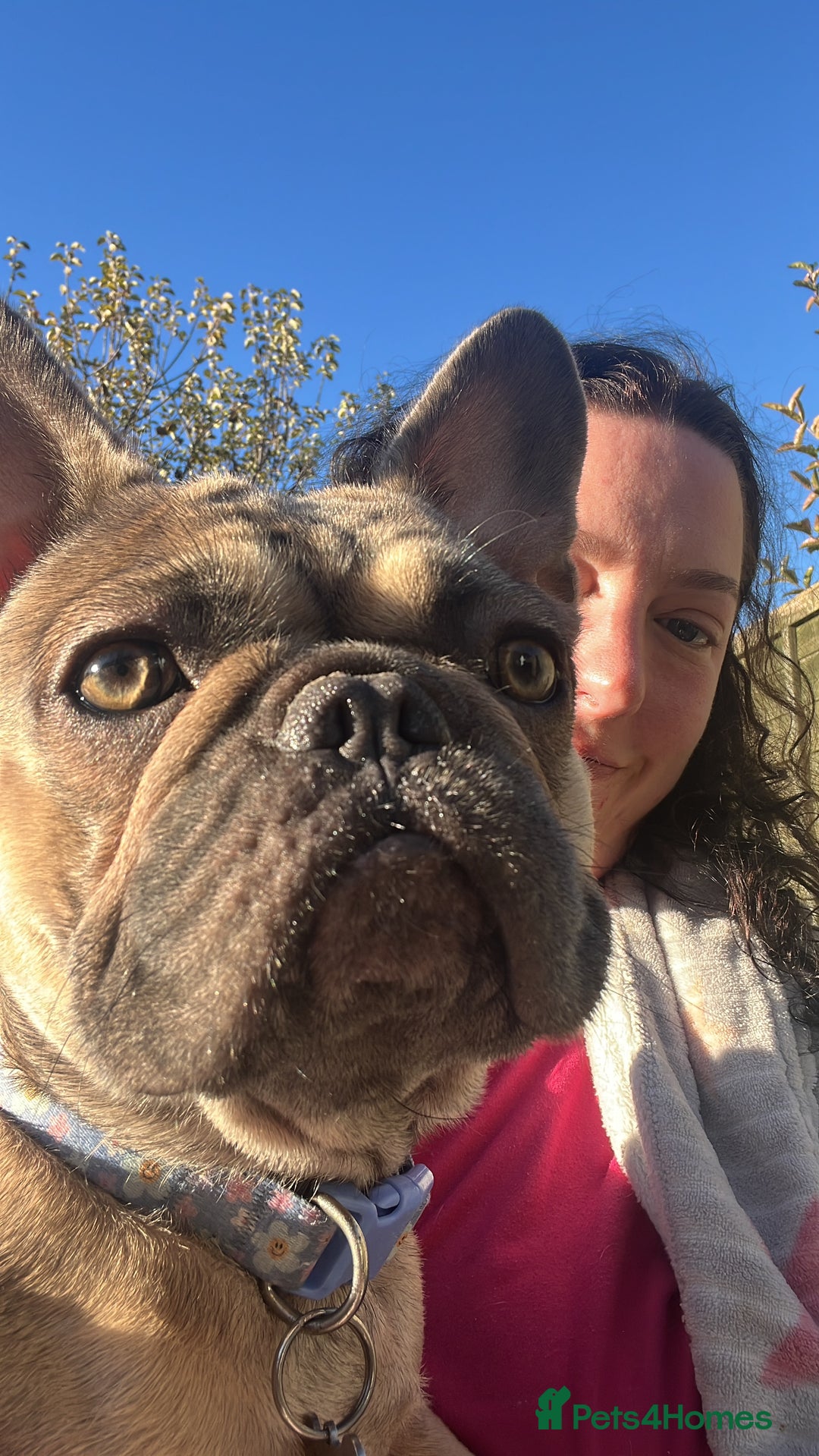 French Bulldog dogs for sale: 1 year old female blue fawn French bulldog  - Advert 3