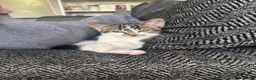 Mixed Breed cats for sale: Kitten  - Advert 1
