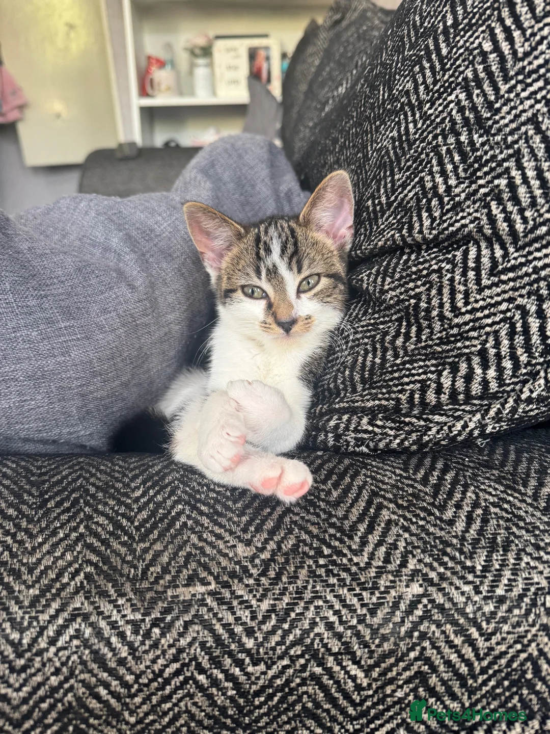 Mixed Breed cats for sale: Kitten  - Advert 1