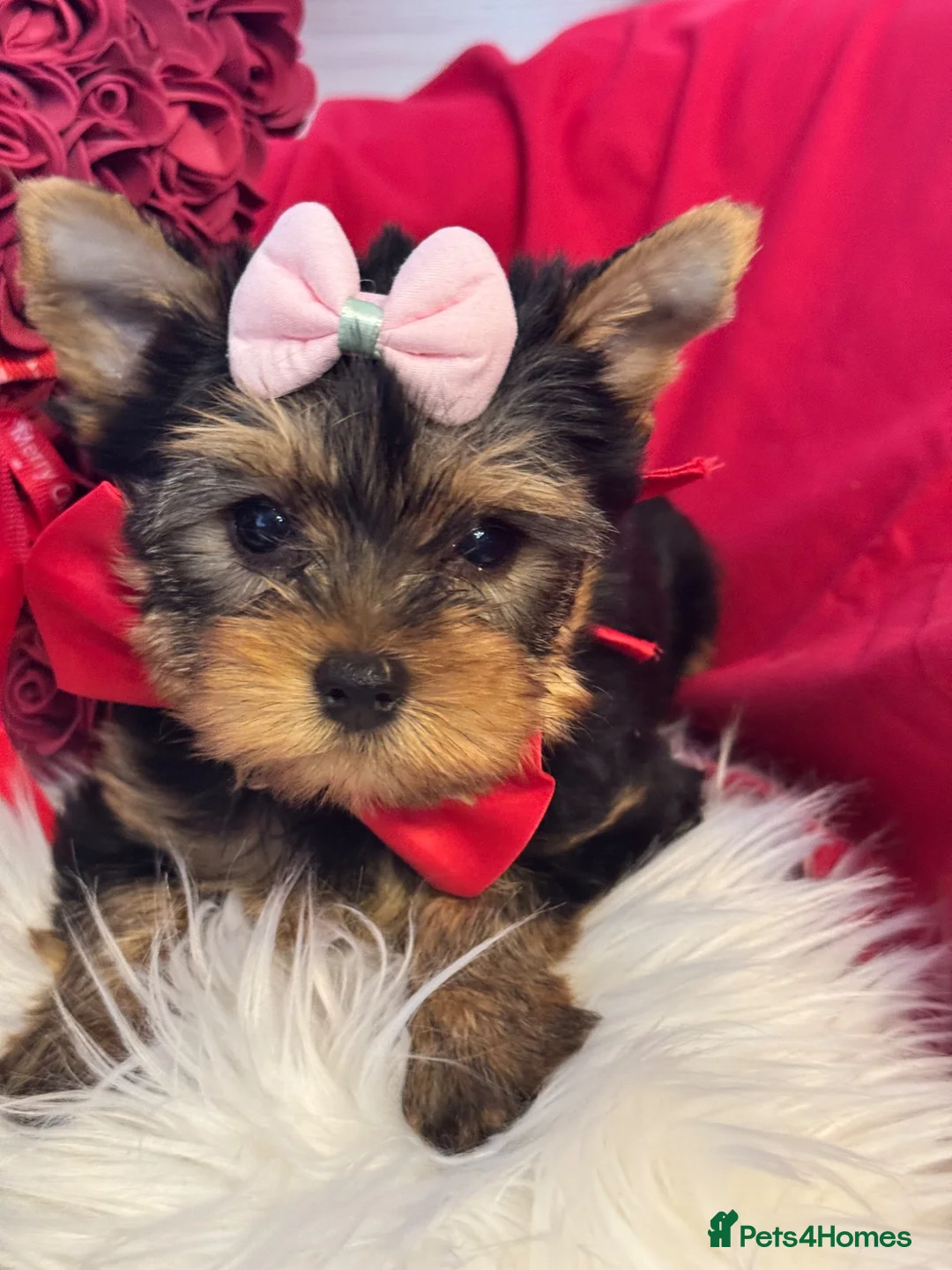 Yorkshire Terrier dogs for sale: ‼️REDUCED PRICE‼️QUALITY KC REG Yorkshire Terrier - Advert 13