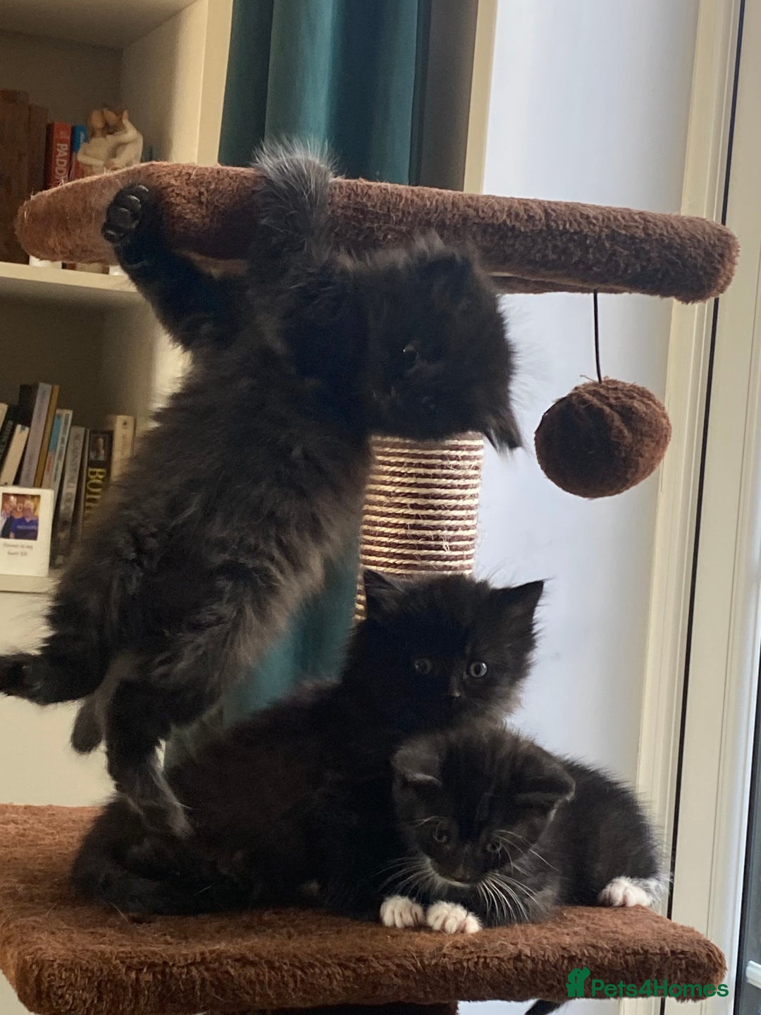 British Shorthair cats for sale: Adorable kittens  - Image 11