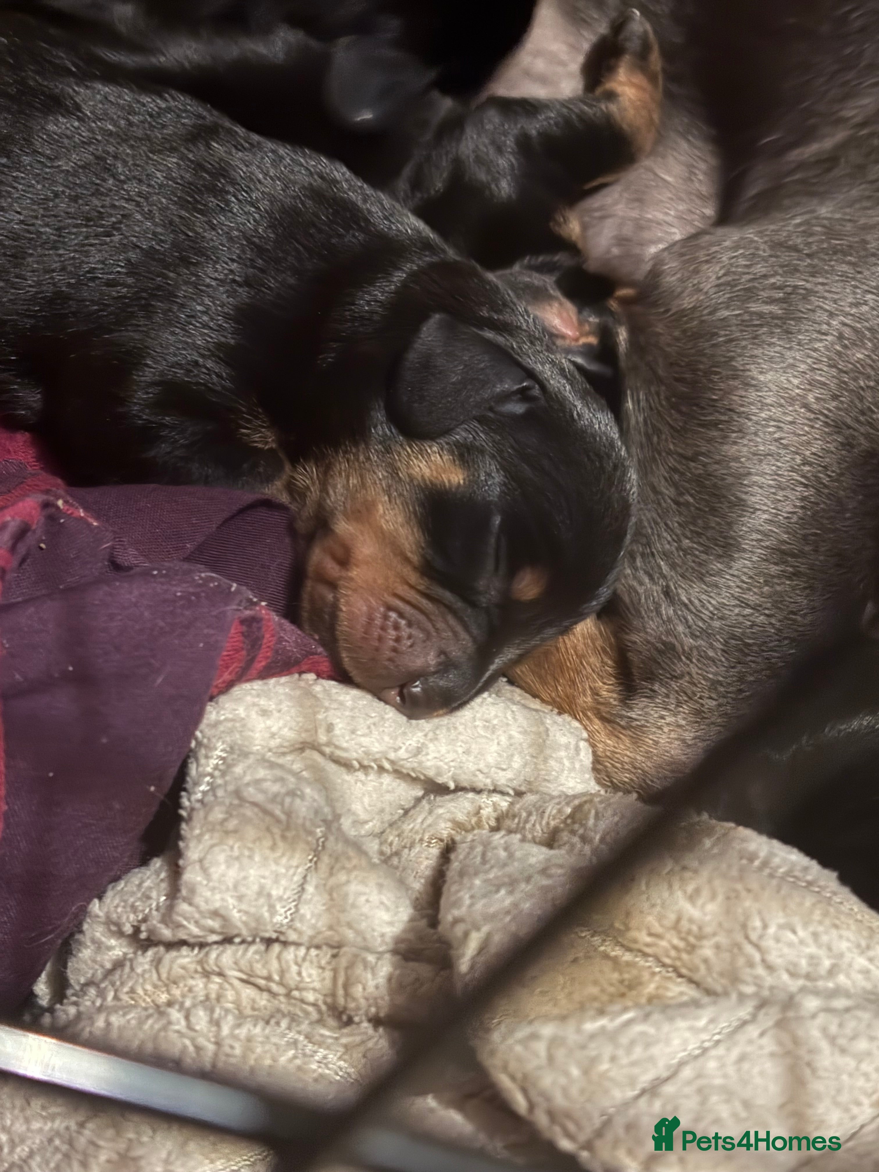 Dachshund dogs Beautiful dachshunds  - Advert 2
