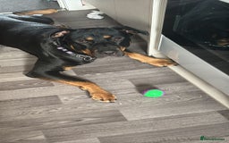 Mixed Breed dogs for sale: Nova Rottweiler/Gsd  - Image 3