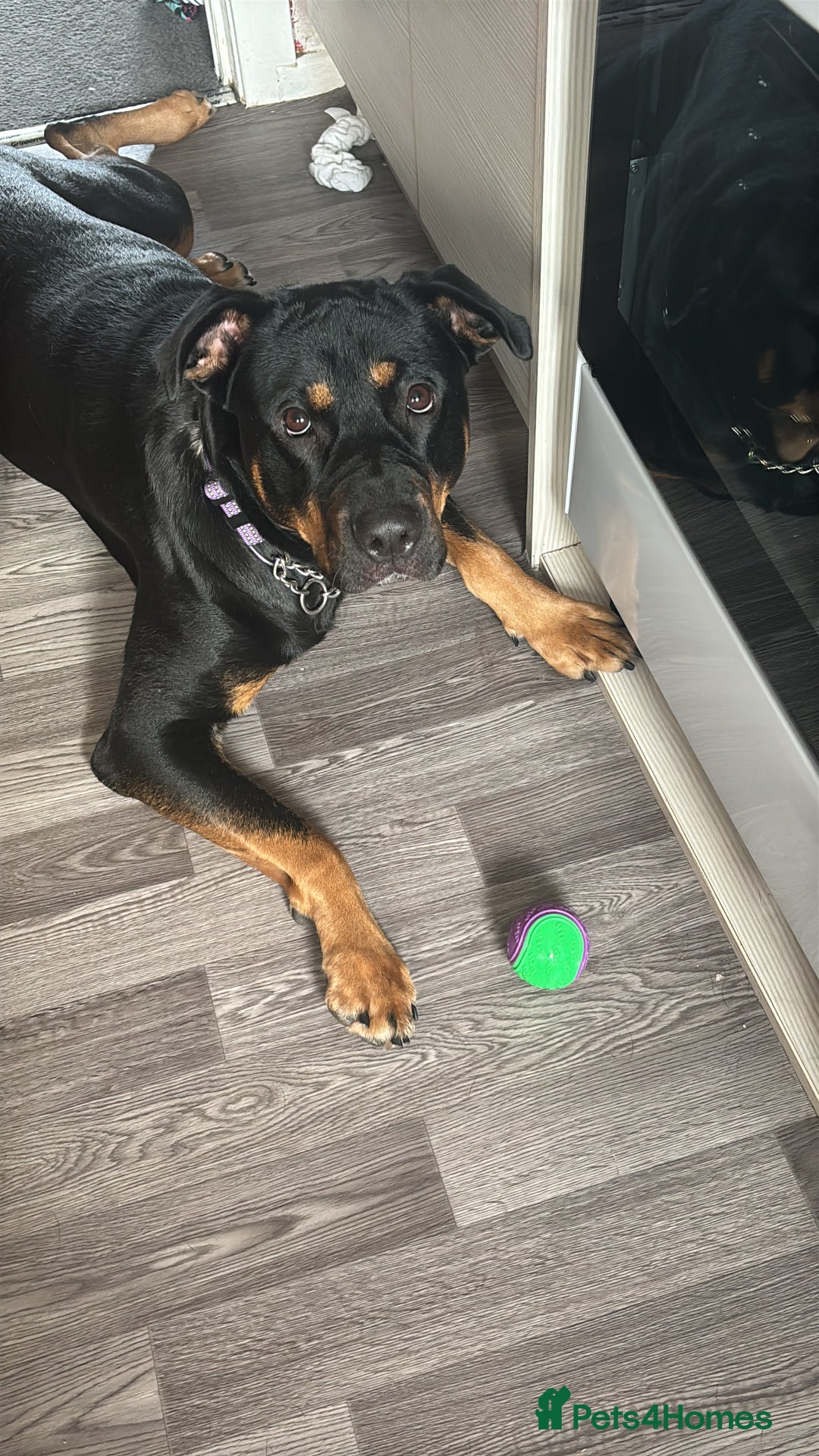 Mixed Breed dogs for sale: Nova Rottweiler/Gsd  - Image 3