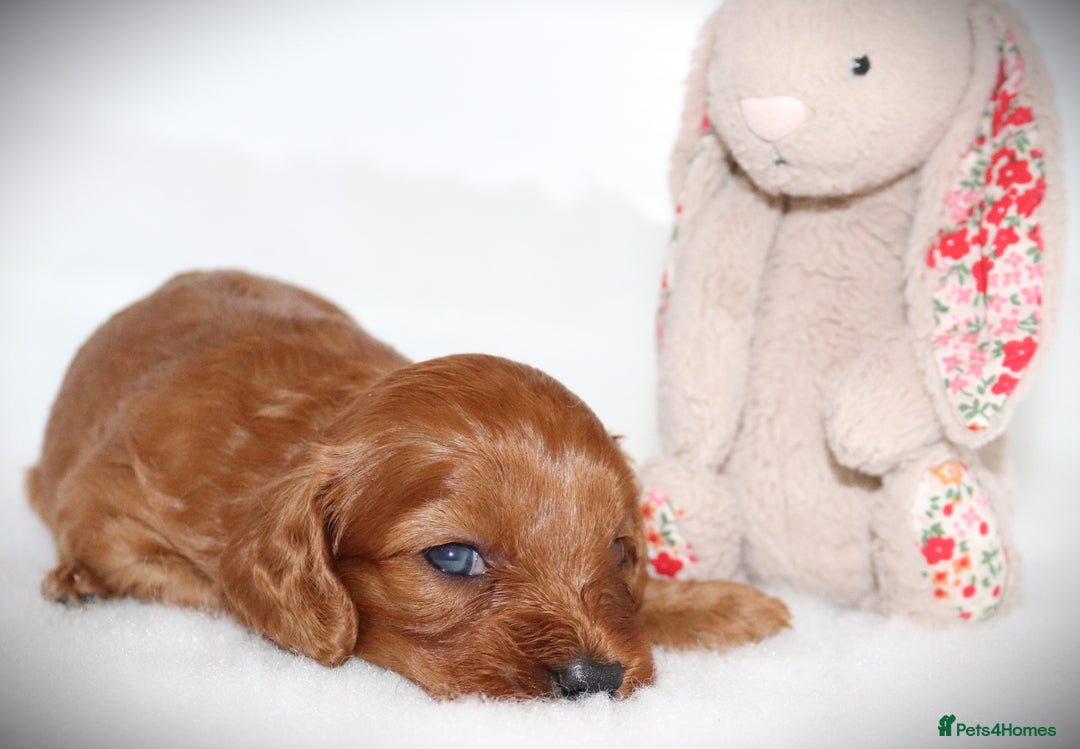 Cavapoo dogs for sale: Welcome to Cotswold Cavapoos - Advert 17