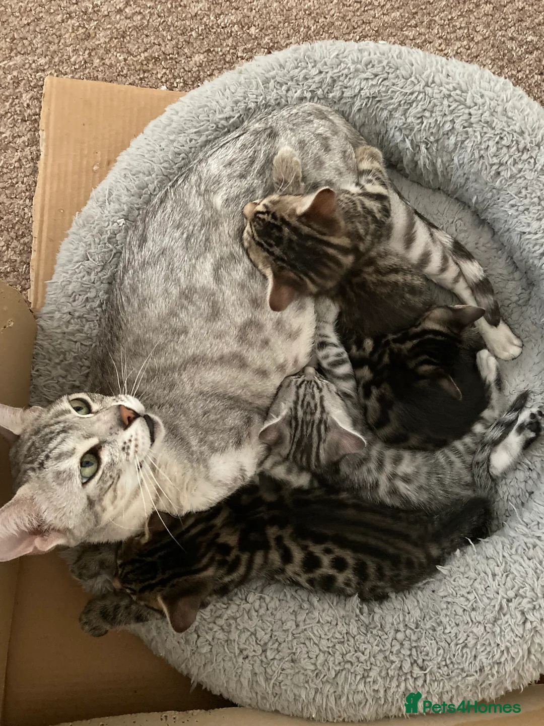 Mixed Breed cats for sale: Bengal cross  - Advert 2