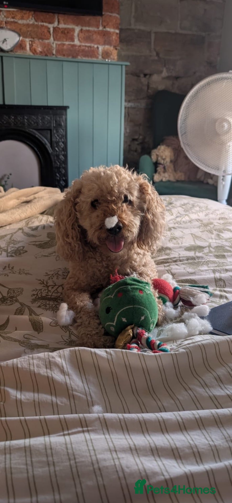 Cockapoo dogs Ralph - Advert 1