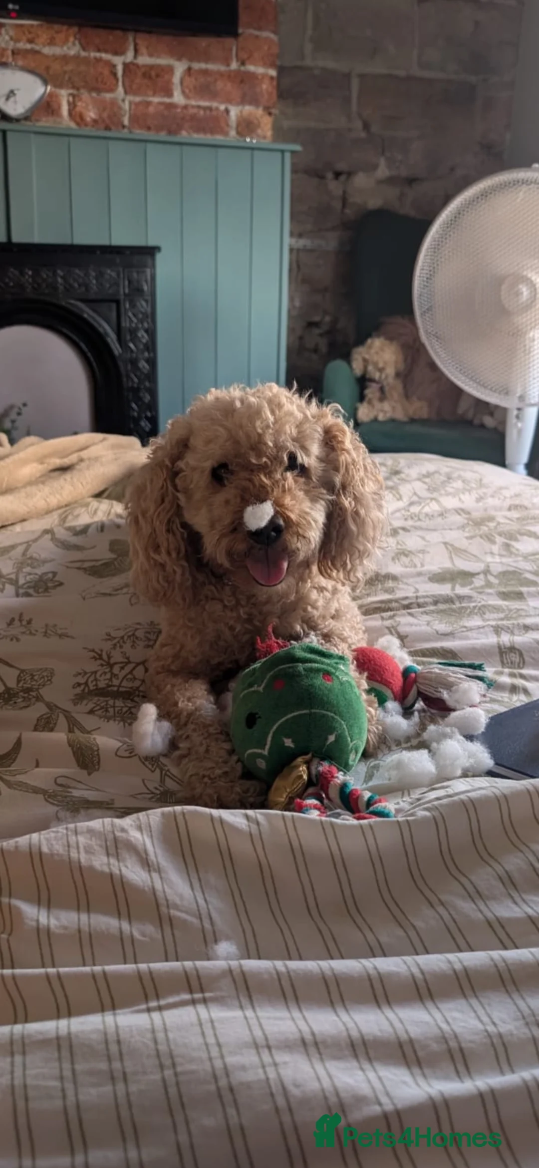 Cockapoo dogs for sale: Ralph in Derby - Advert 1
