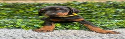 Dobermann dogs for sale: KC REGISTERED DOBERMAN ( 11 months old : Intact) - Advert 9
