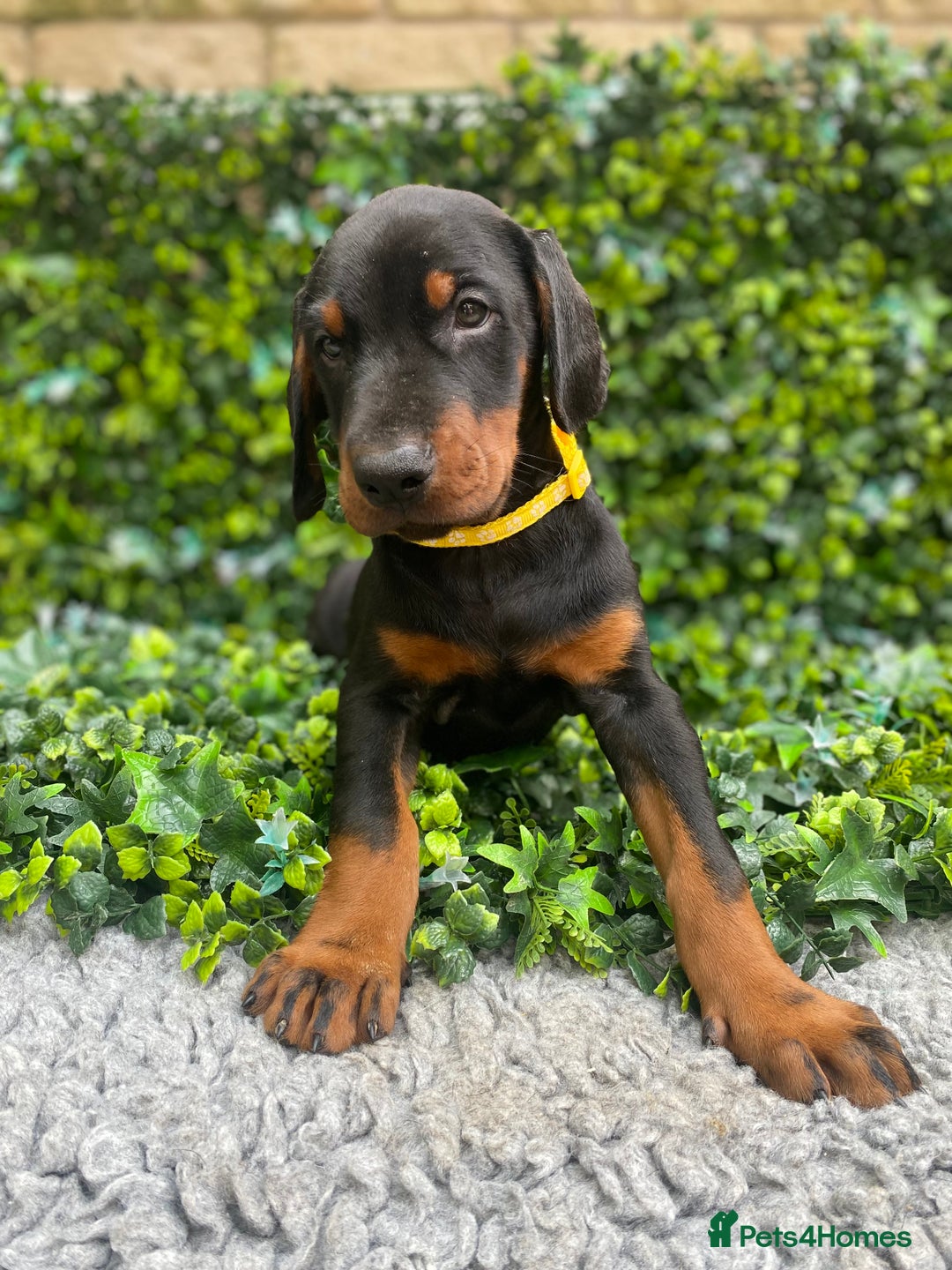 Dobermann dogs for sale: KC REGISTERED DOBERMAN ( 11 months old : Intact) - Advert 9