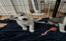 Siberian Husky dogs for sale: Husky Puppies  - Image 9