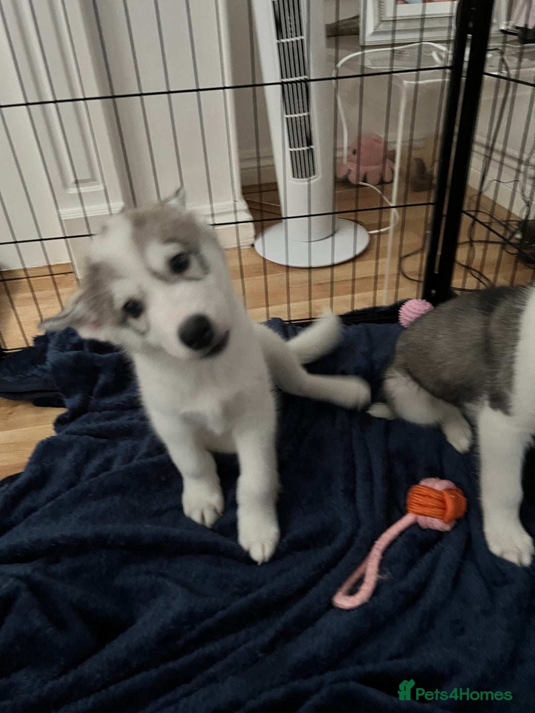 Siberian Husky dogs for sale: Husky Puppies  - Image 9