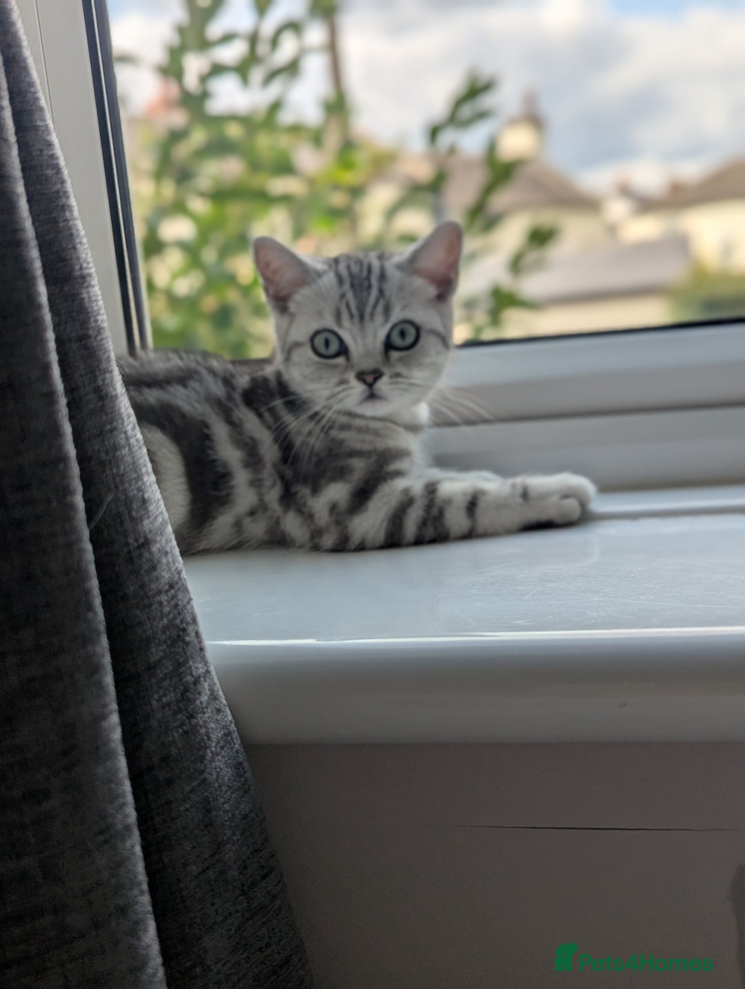 British Shorthair cats for sale: Classic British shorthair silver Tabby  - Image 11
