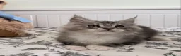 Maine Coon cats for sale: 💫💫Beautiful Maine Coon Kittens💫💫 - Advert 3