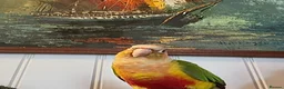 Conures birds for sale: Pineapple Conure - unsexed  - Advert 1
