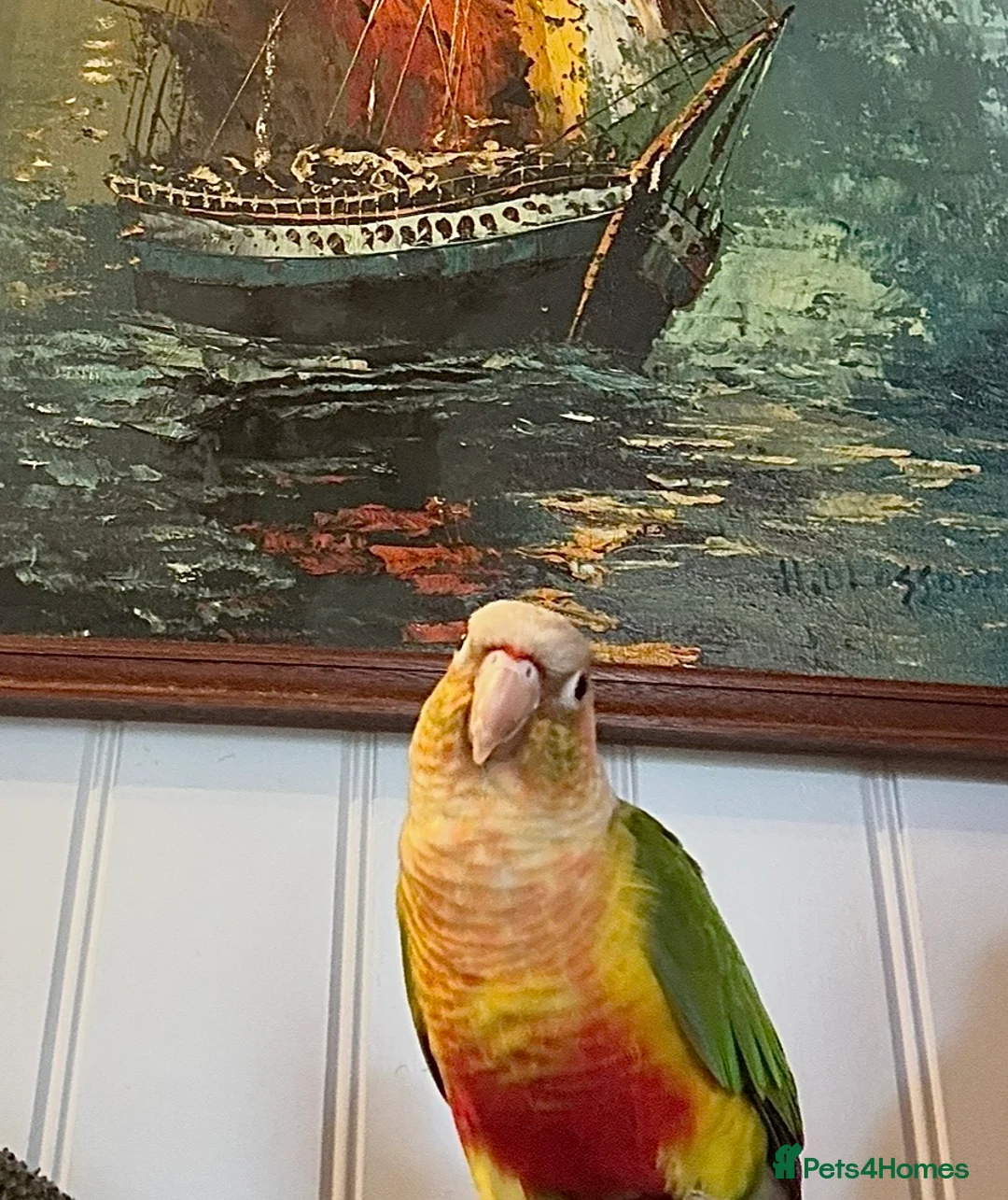 Conures birds for sale: Pineapple Conure - unsexed  - Advert 1