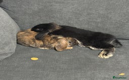 Dwarf Lop rabbits for sale: Rabbits for sale - Image 1