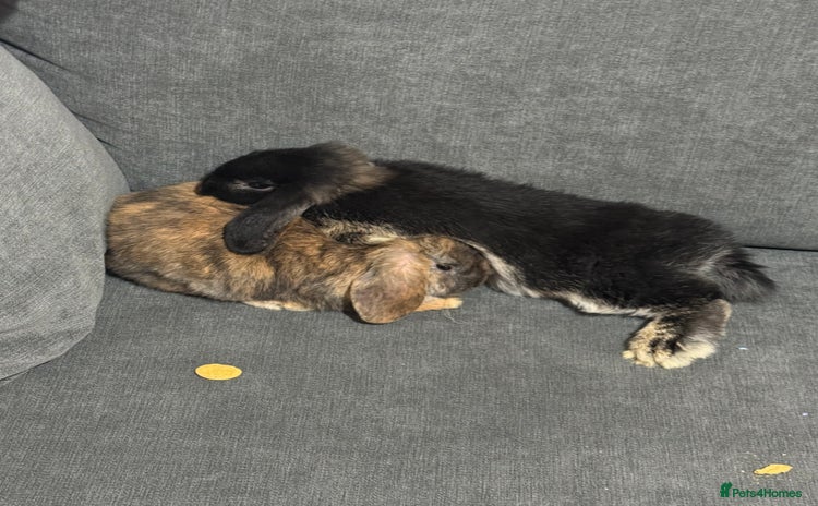 Dwarf Lop rabbits for sale - Advert 1