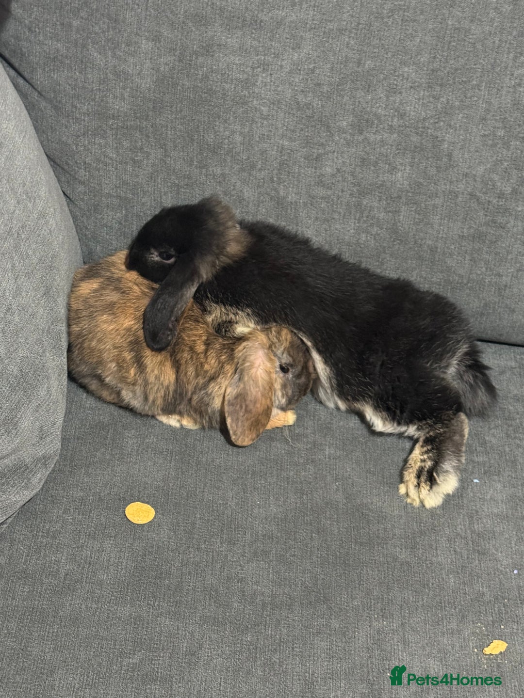 Dwarf Lop rabbits for sale: Rabbits for sale - Image 1