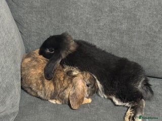 Dwarf Lop rabbits - Advert 27