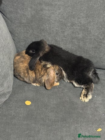 Dwarf Lop rabbits - Advert 6