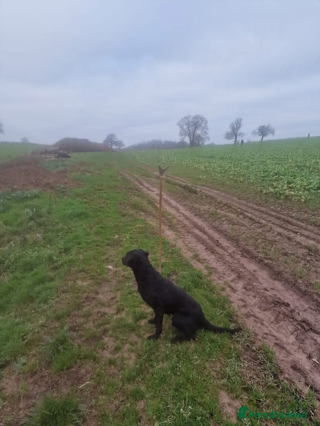 Labrador Retriever dogs for sale: KC Working Labrador Bitch - Advert 16