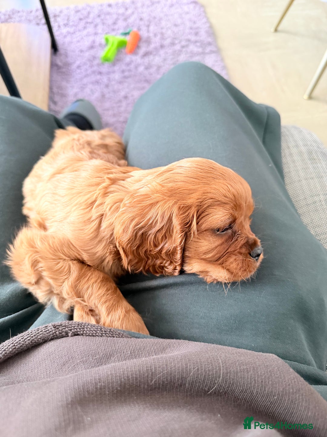 Cavalier King Charles Spaniel dogs for sale: Super sad URGENT rehoming - Advert 2