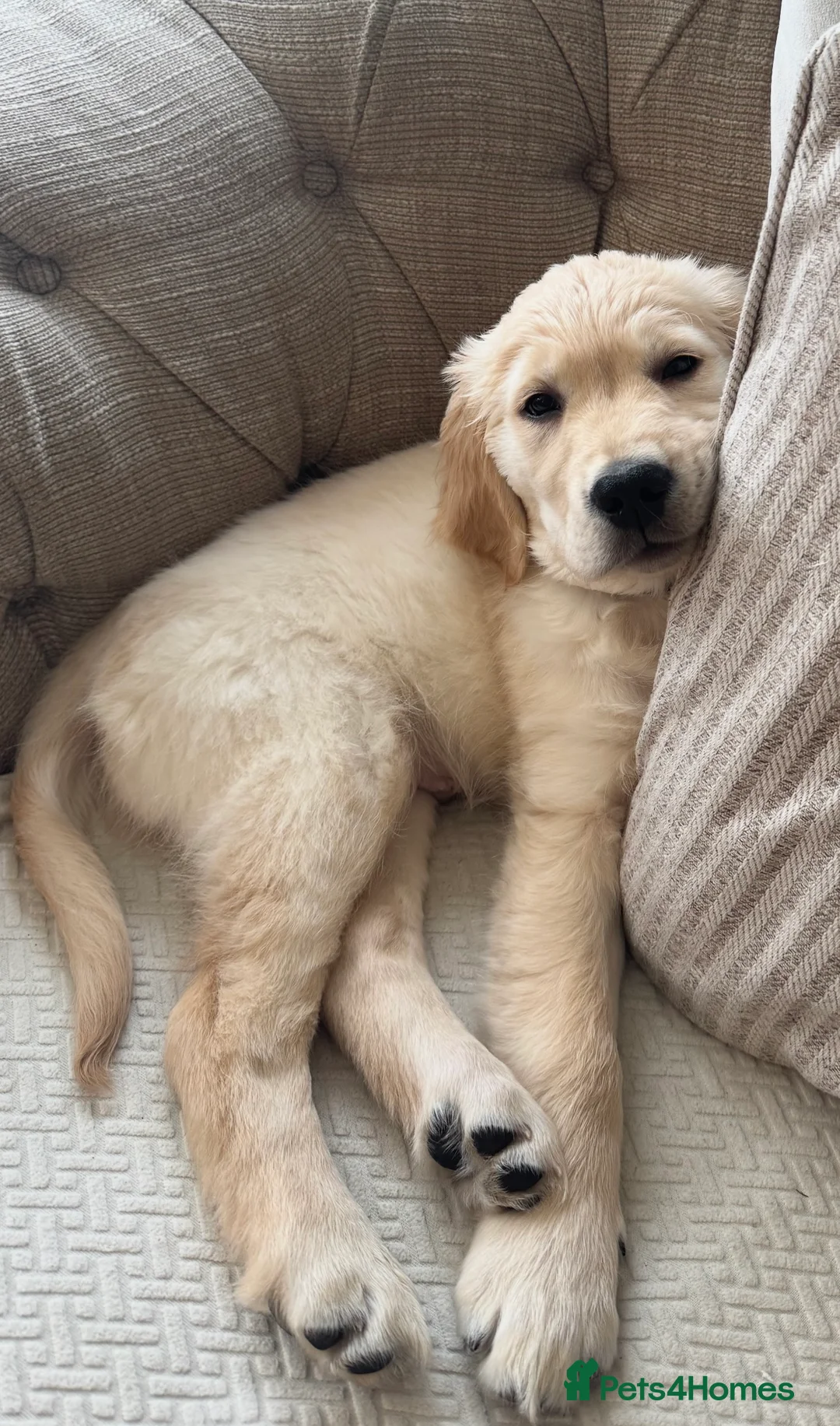 Golden Retriever dogs for stud: Show type KC registered, golden retriever for stud - Advert 7