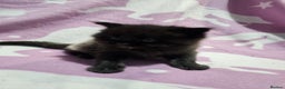 Maine Coon cats for sale: 4 stunning kittens  - Advert 8