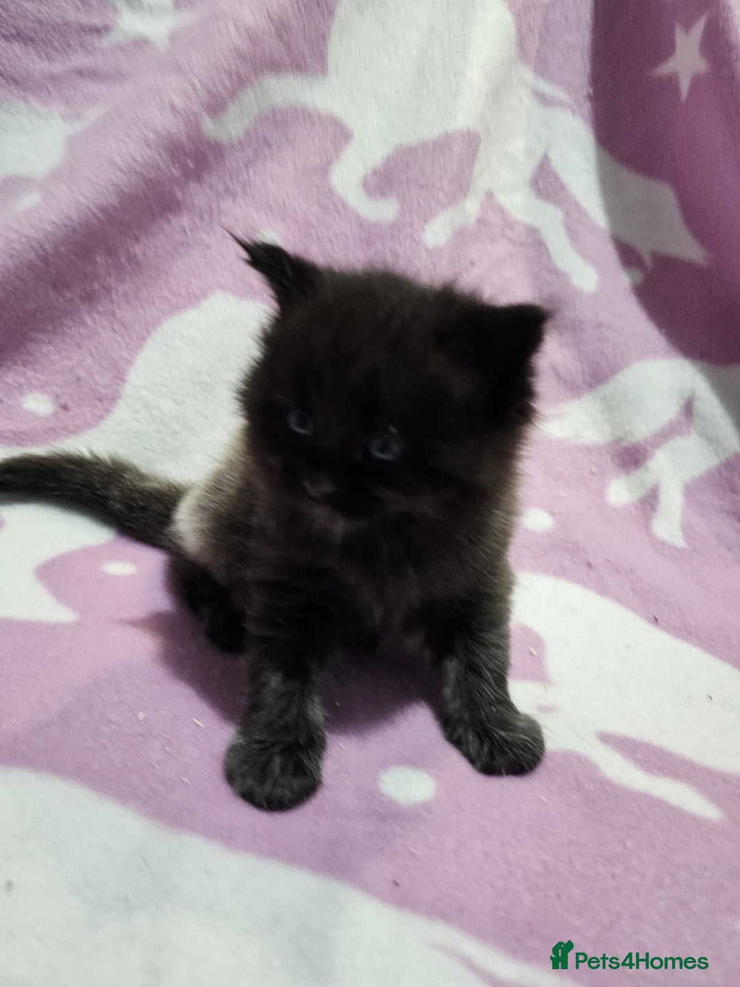 Maine Coon cats for sale: 4 stunning kittens  - Advert 8