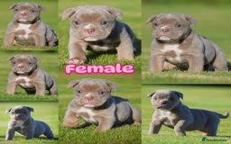 Old Tyme Bulldog dogs for sale: COUNCIL APPROVED,5⭐️RATED⭐️23 YEARS EXPERIENCE.  - Image 4