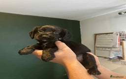 Sprocker dogs for sale: Last lovely little female sprocker available - Image 13