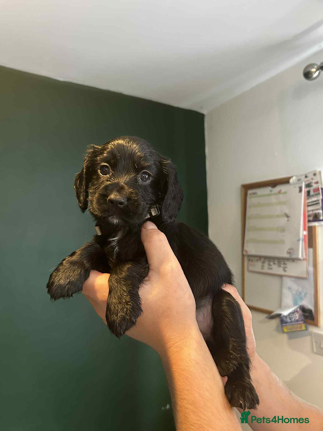 Sprocker dogs for sale: Last lovely little female sprocker available - Image 13
