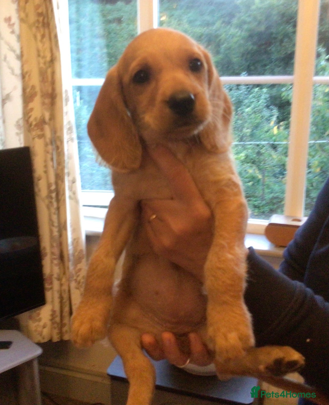 Hungarian Vizsla dogs for sale: VIZSIPOO puppies, Vizsla x Miniature Poodle - Image 4