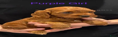 Purple Girl