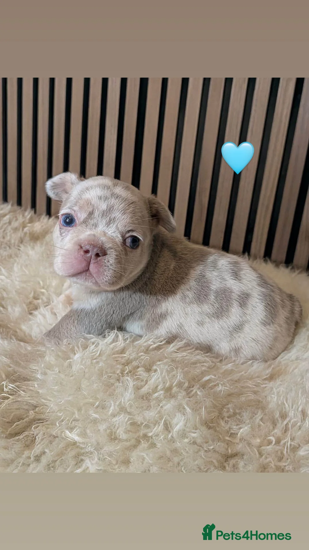 French Bulldog dogs for sale: Merle French Bulldog Puppies  - Advert 17