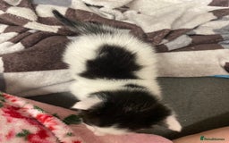 American Shorthair cats for sale: Kittens  - Image 11