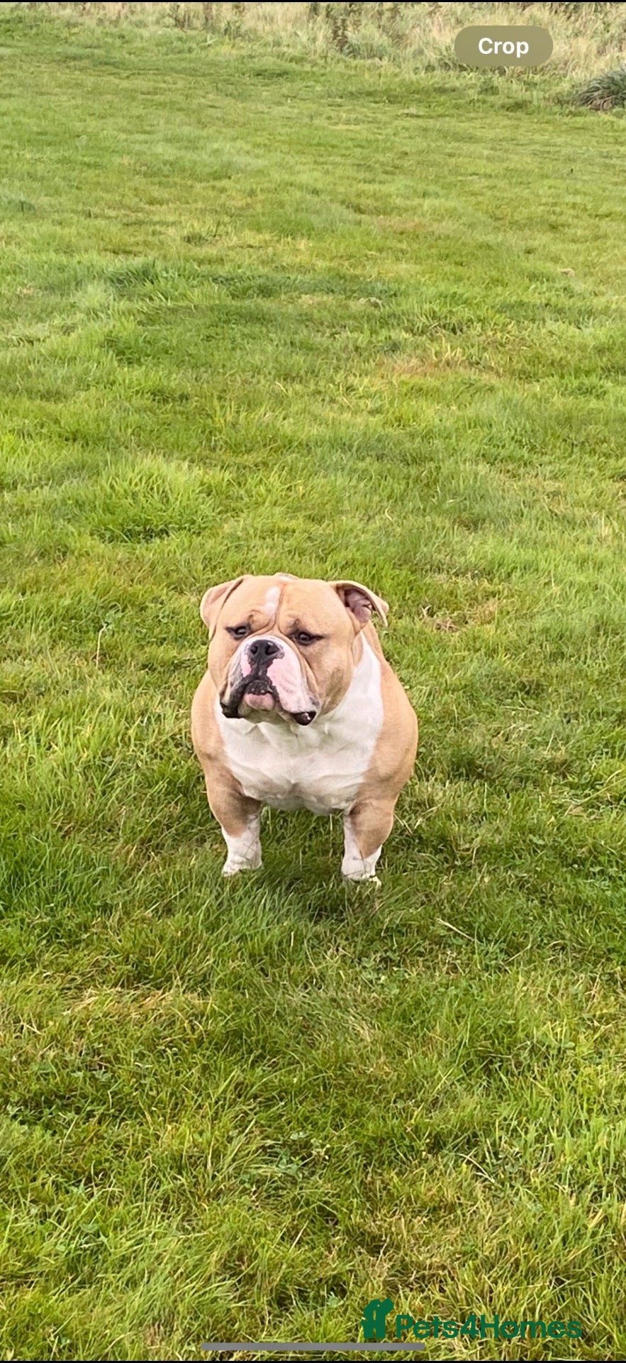 American Bulldog dogs Bruno- Pocket Bully  - Advert 1