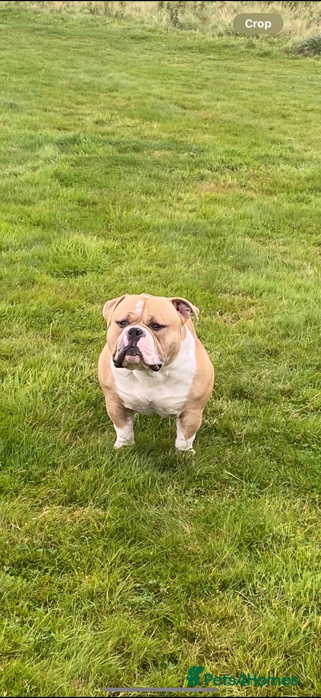 American Bulldog dogs for stud: Bruno- Pocket Bully  in Hartlepool - Advert 1