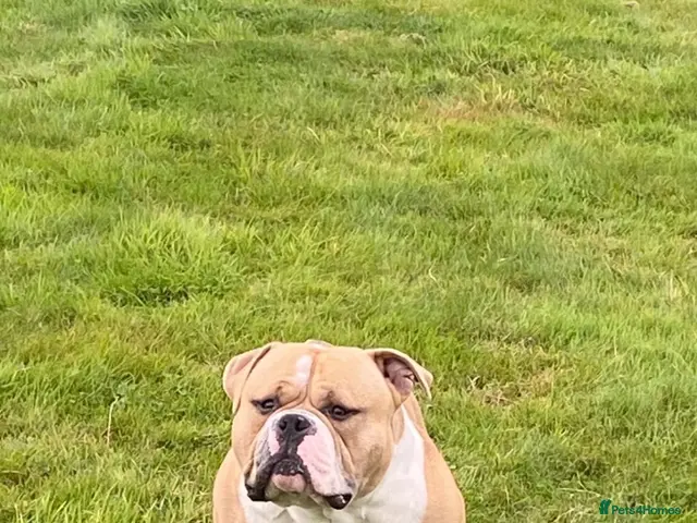 American Bulldog dogs Bruno- Pocket Bully - Advert 1